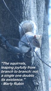 Close-up of a grey squirrel sitting on a branch of a tree with quote, "The squirrels, leaping joyfully from branch to branch: not a single one doubts its existence." - Marty Rubin